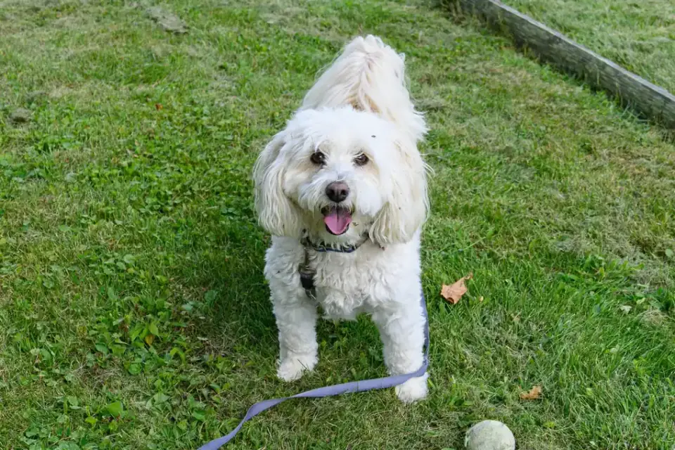 Dog chasing a ball
