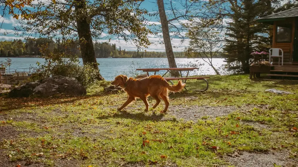 Dog chasing a ball