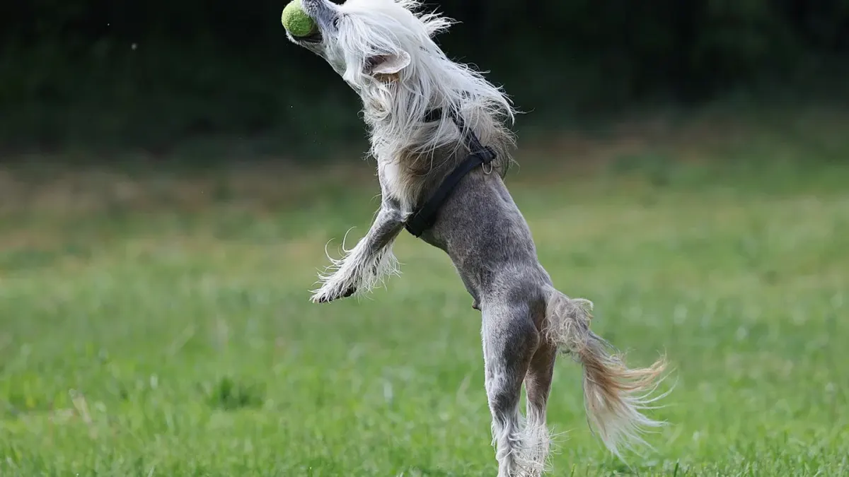 Dog chasing a ball