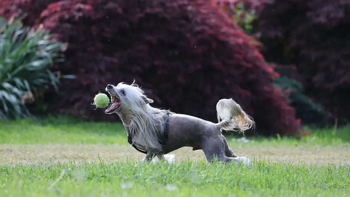 Dog chasing a ball