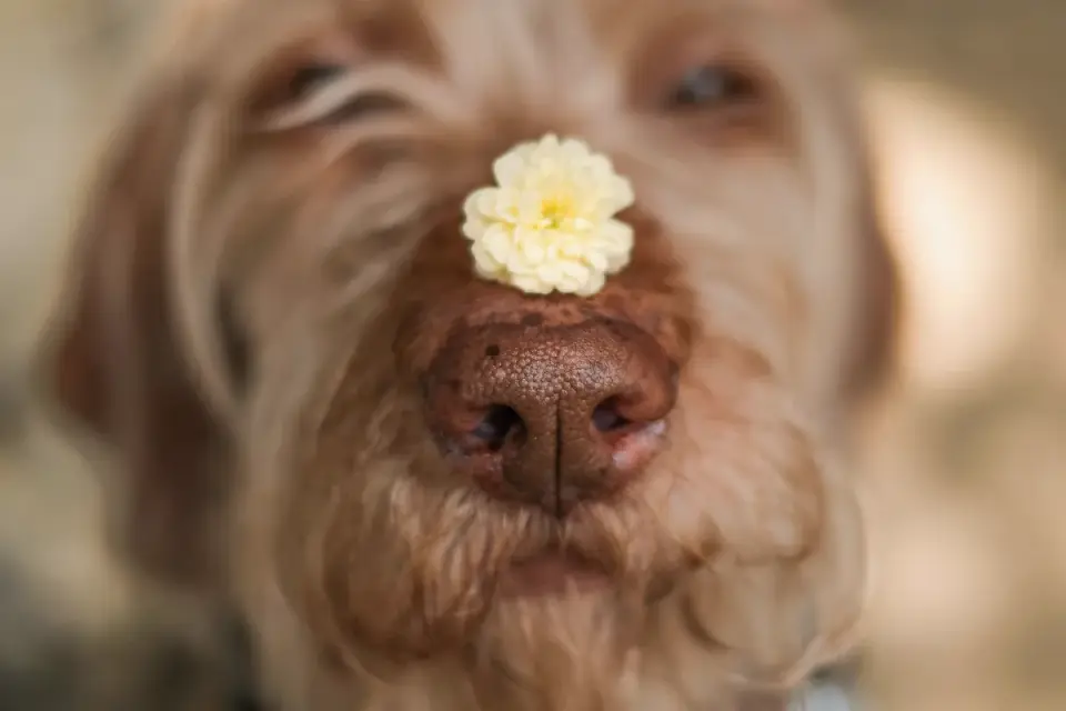 Dog close to a bowl