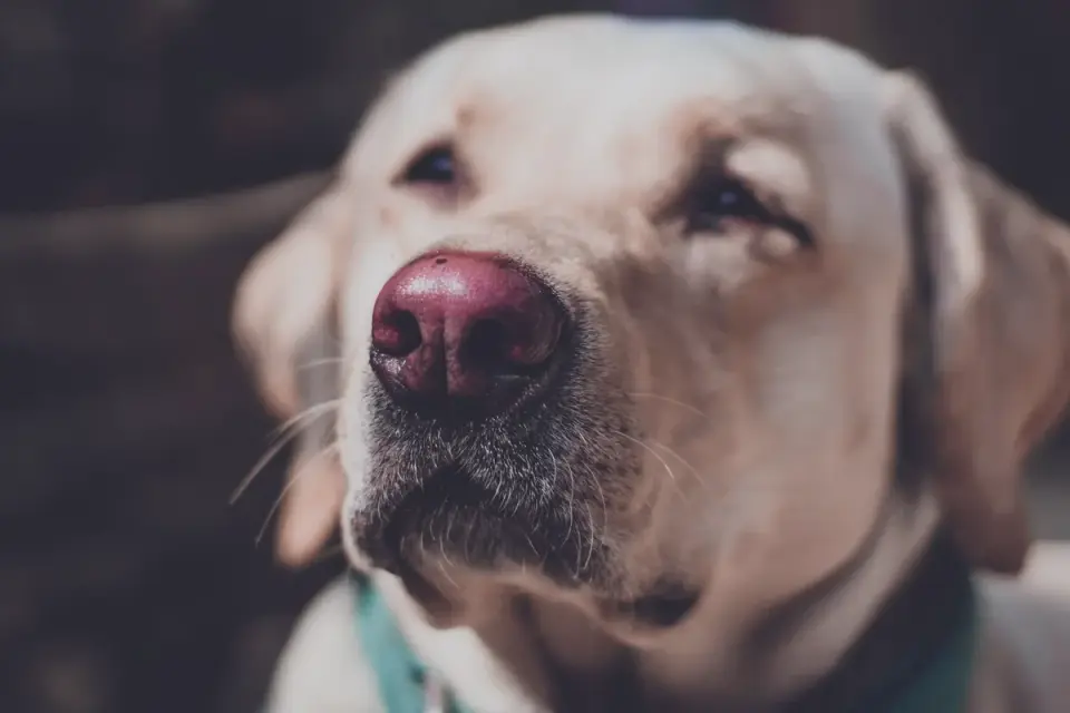 Dog close to a bowl