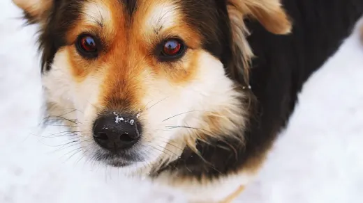 Dog close to a bowl