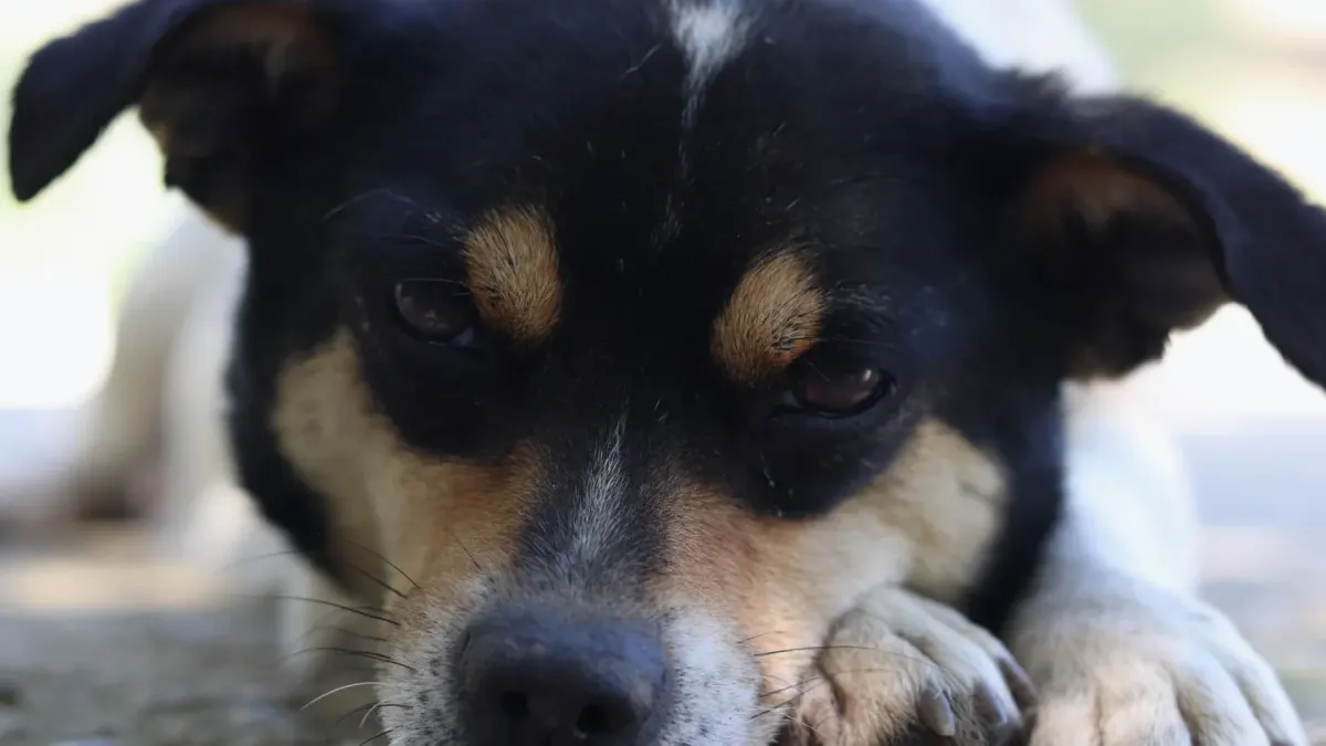 Dog close to a bowl