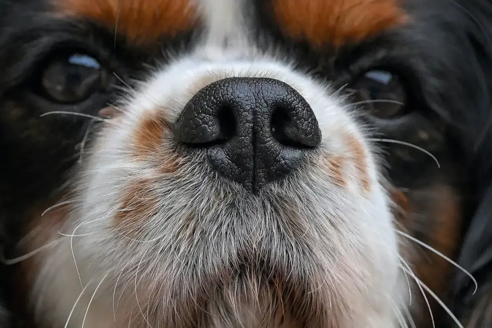 Dog close to a bowl