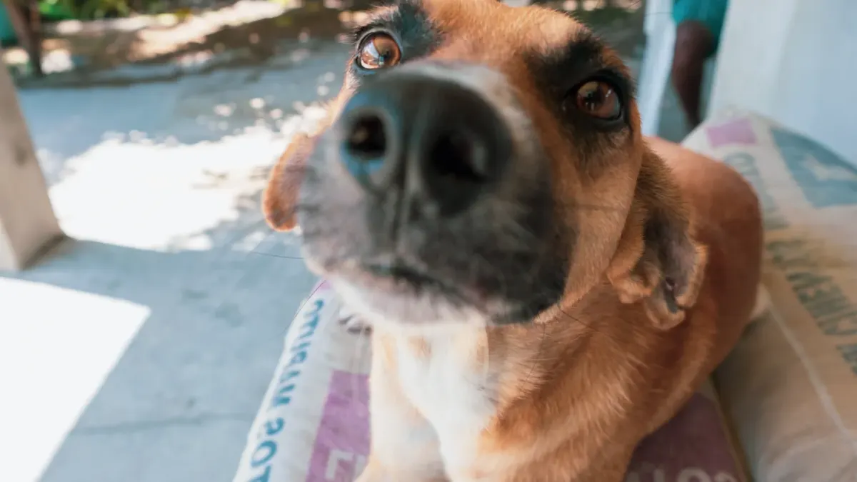Dog close to a bowl