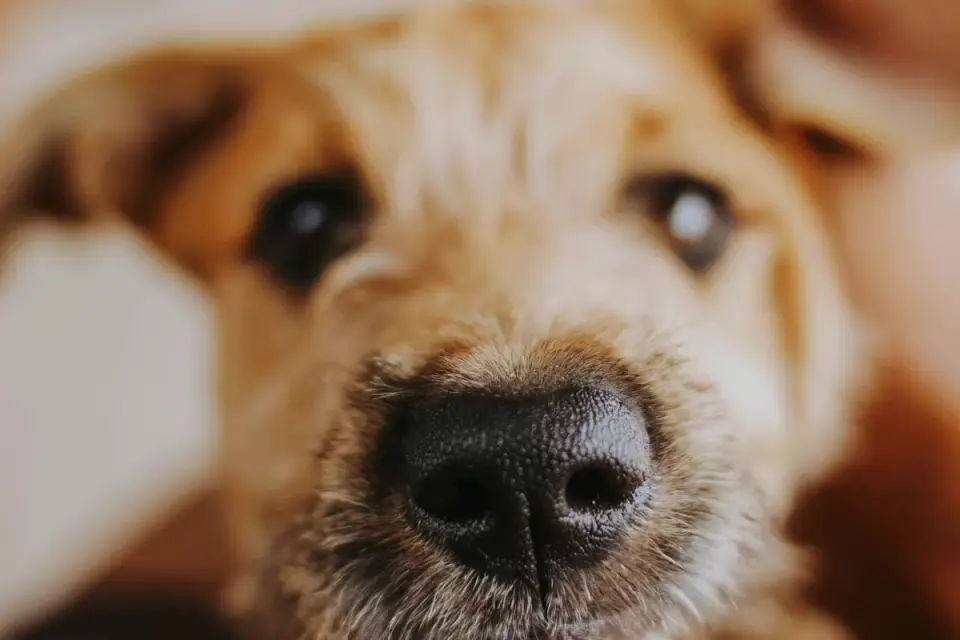 Dog close to a bowl