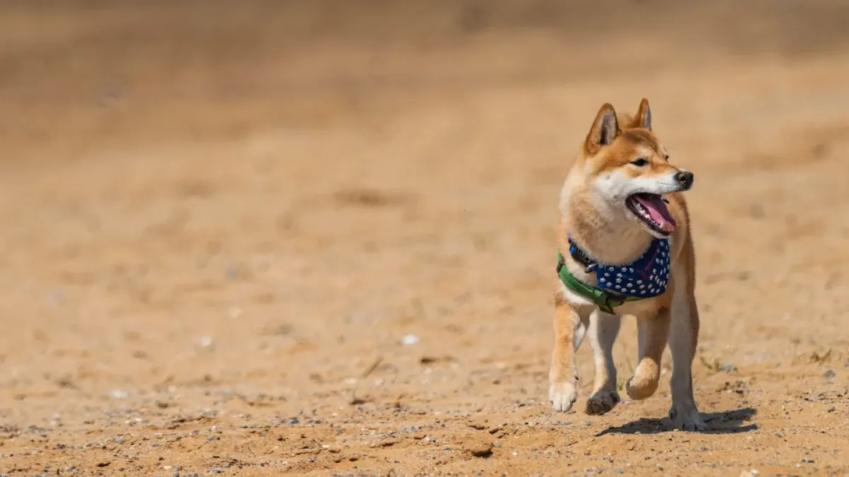 Dog digging in sand
