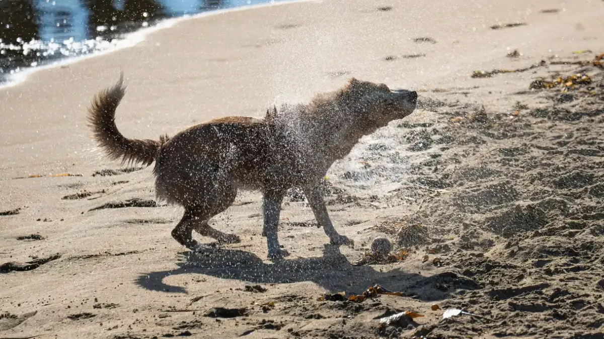Dog digging in sand