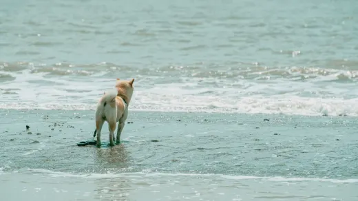 Dog digging in sand