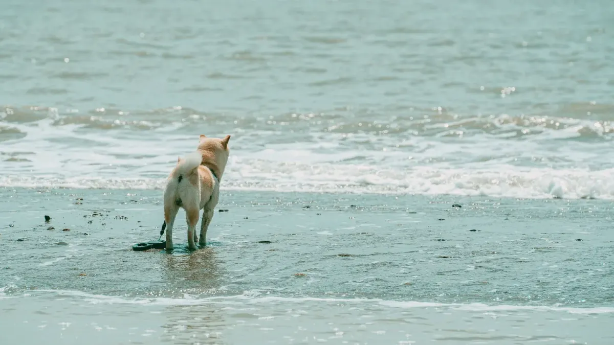 Dog digging in sand