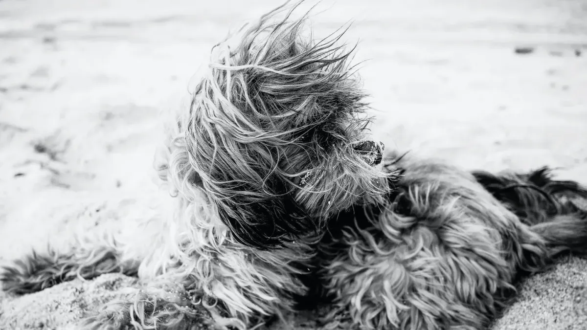 Dog digging in sand