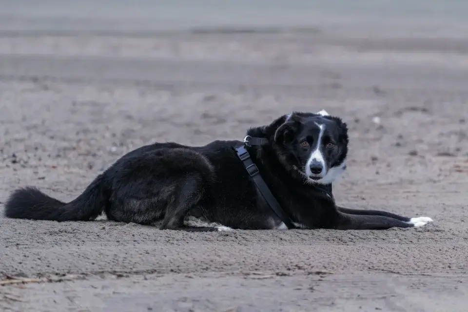 Dog digging in sand