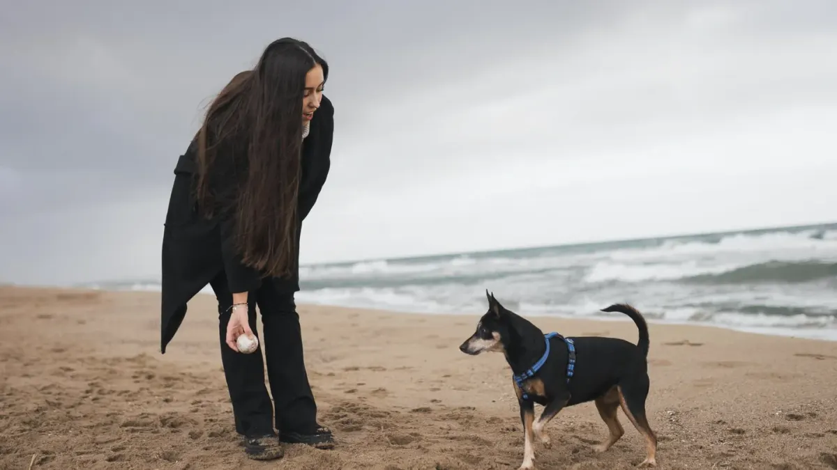 Dog digging in sand
