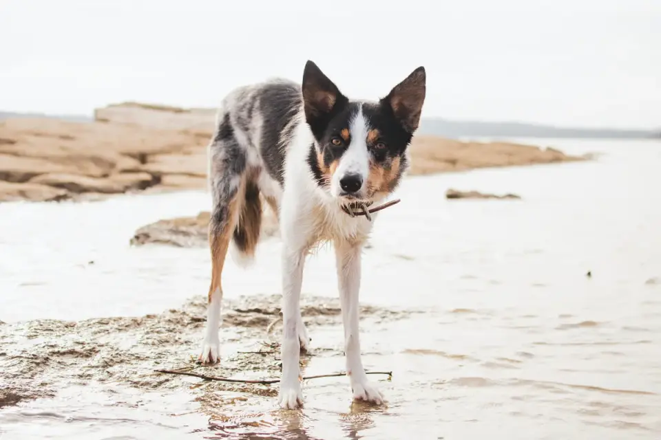 Dog drinking water