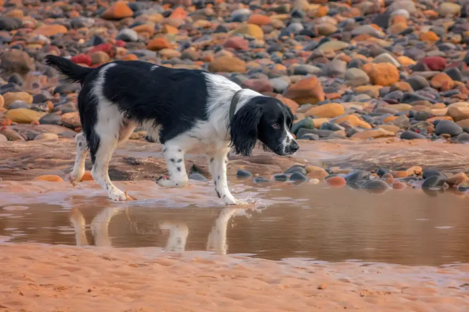 Dog drinking water