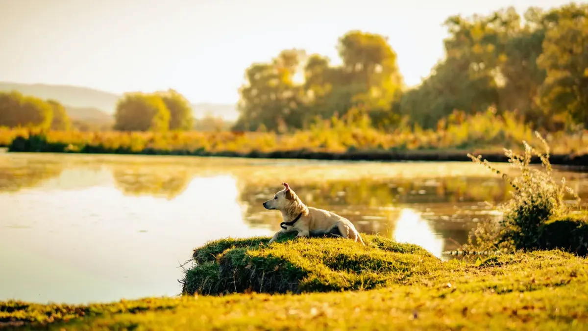Dog drinking water