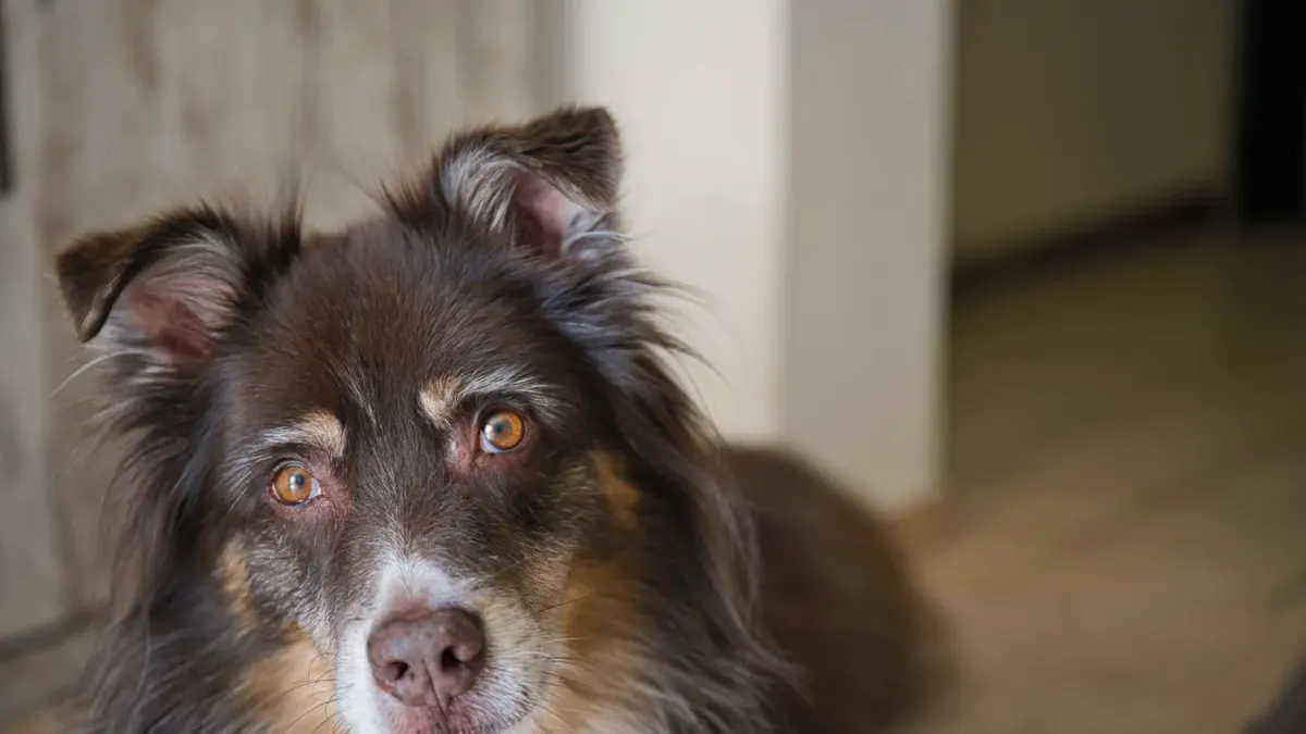 Dog eating from a bowl at home