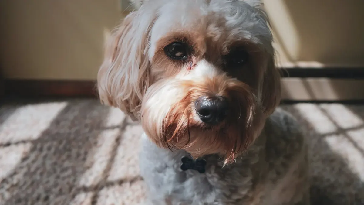 Dog eating from a bowl at home