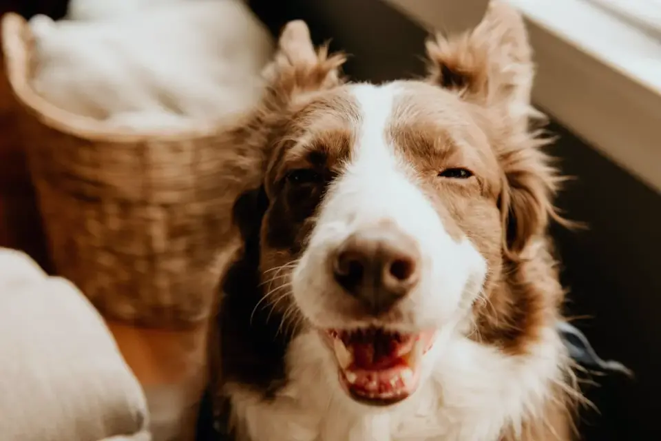 Dog eating from a bowl at home