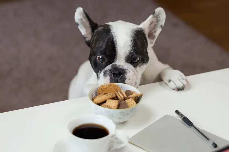 Dog eating from a bowl at home