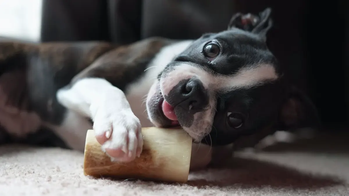 Dog eating from a bowl at home