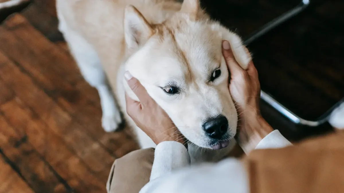 Dog eating from a bowl at home