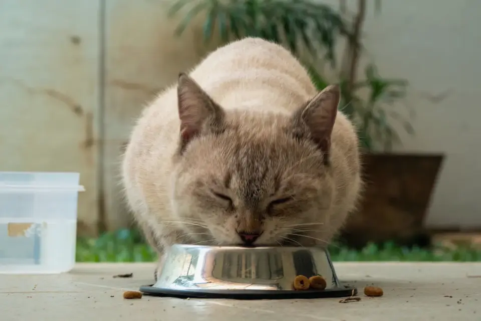 Dog eating from a bowl at home