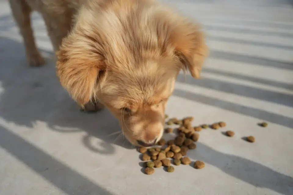 Dog eating from a bowl