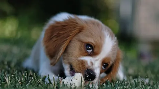 Dog eating outdoors