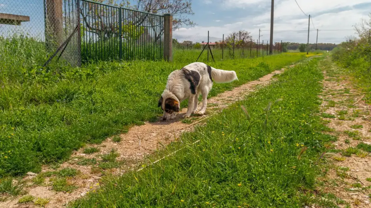 Dog eating outdoors