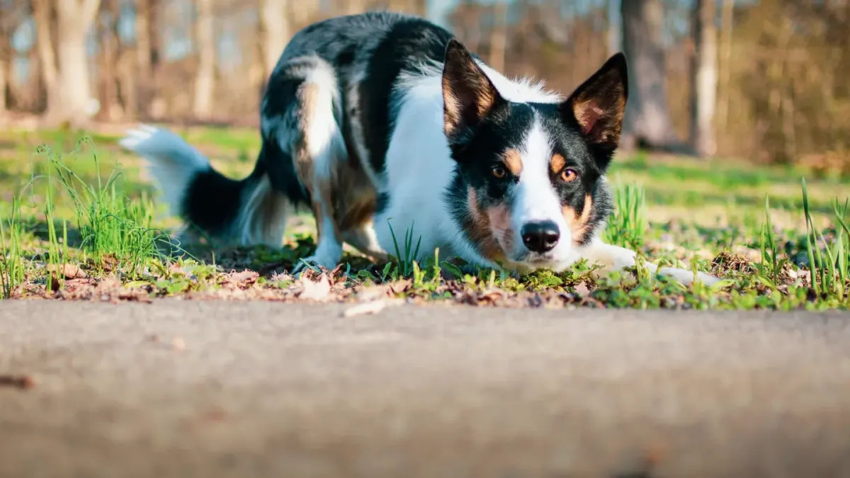 Dog eating outdoors