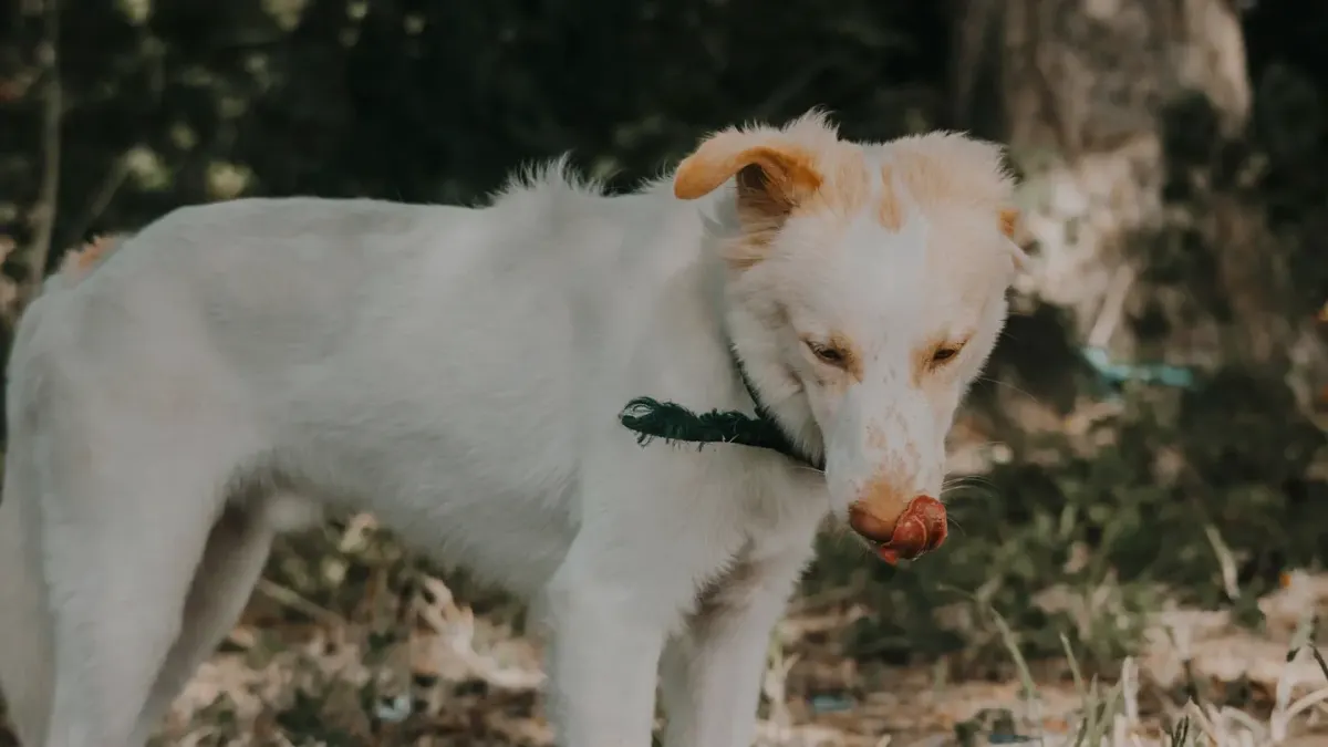Dog eating outdoors