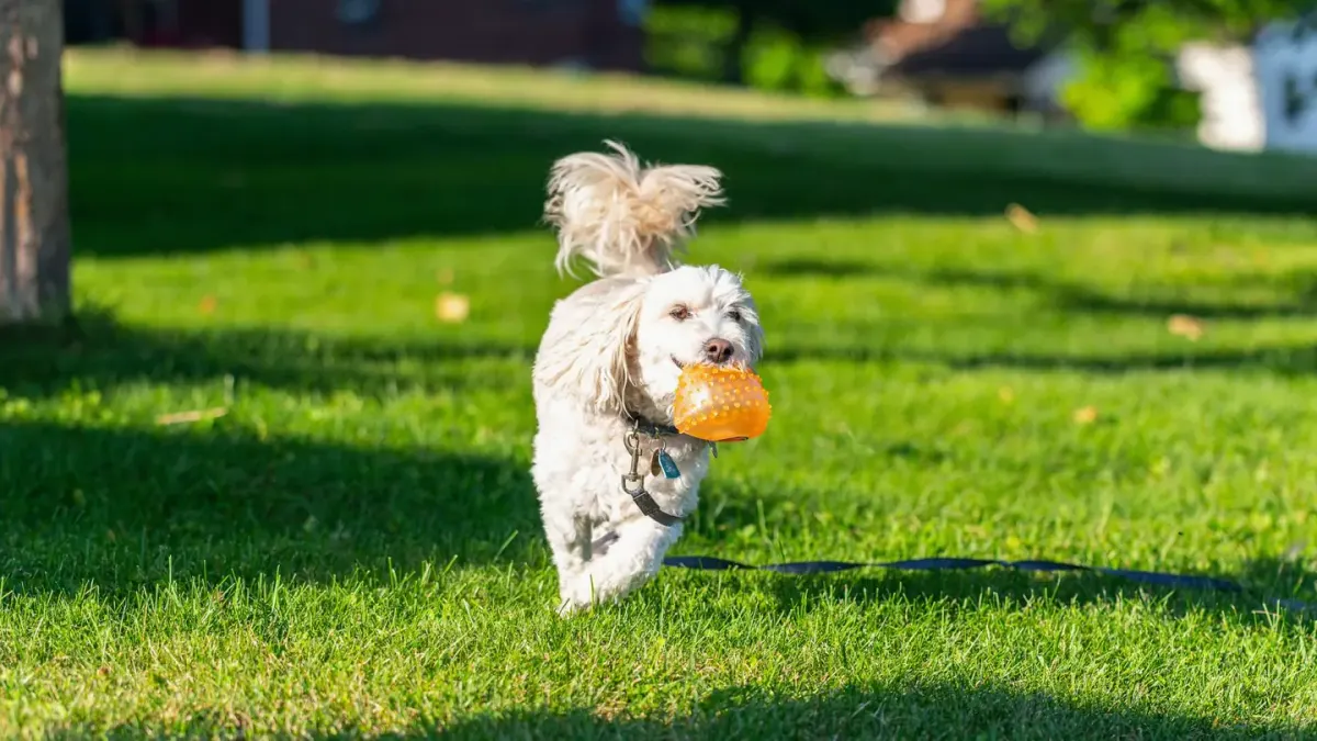 Dog eating outdoors