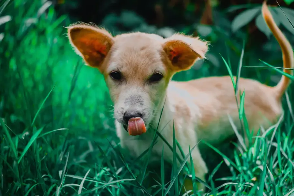 Dog eating outdoors