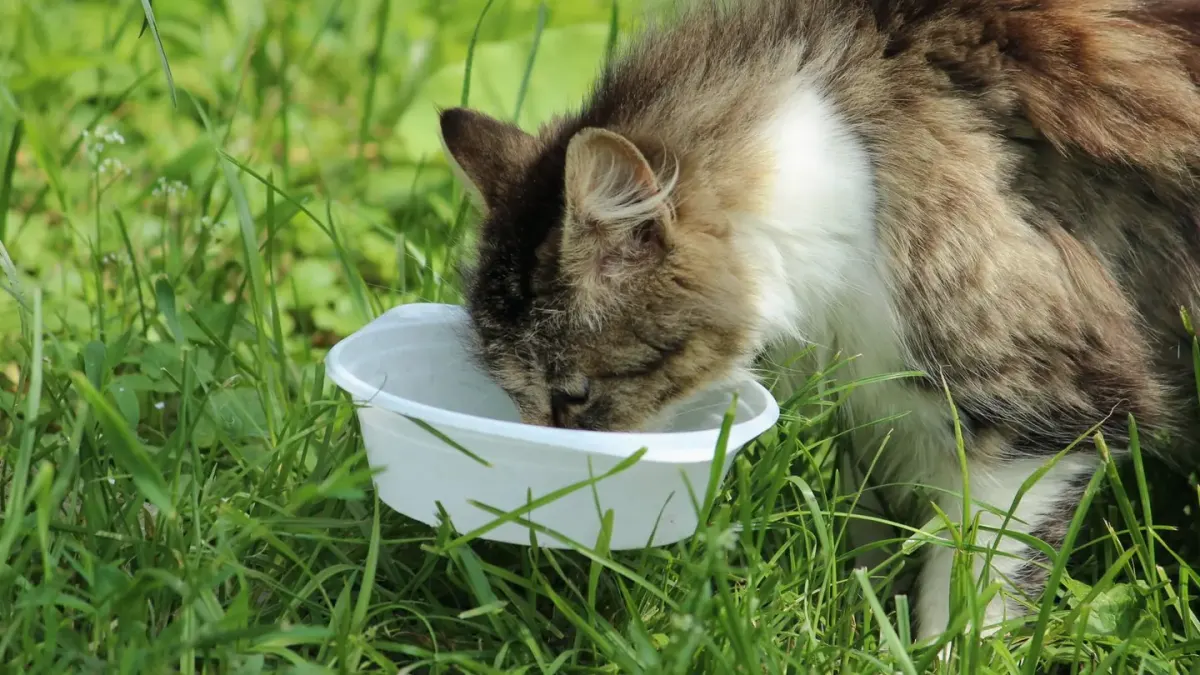 Dog eating outdoors