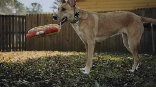 Dog eating outdoors