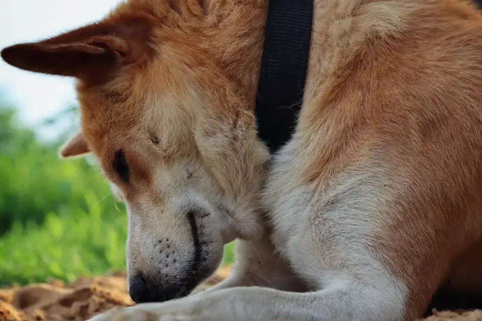 Dog eating outdoors