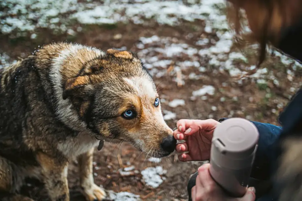 Dog eating outdoors