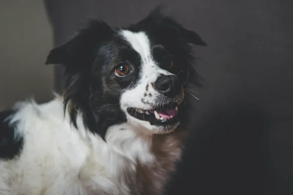 Dog greeting an owner