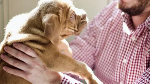 Dog greeting an owner