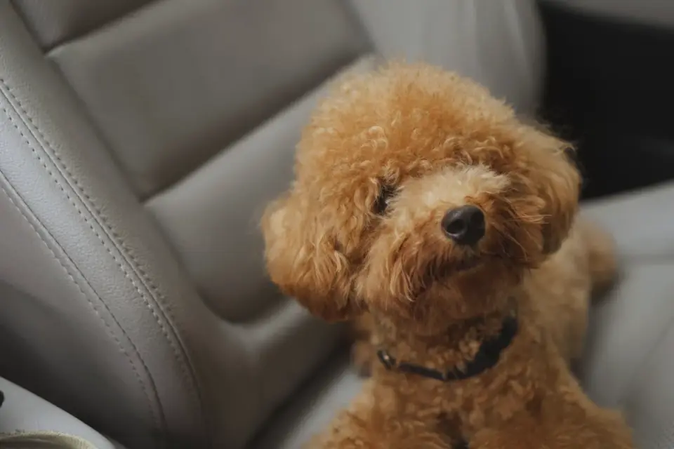 Dog in a car seat