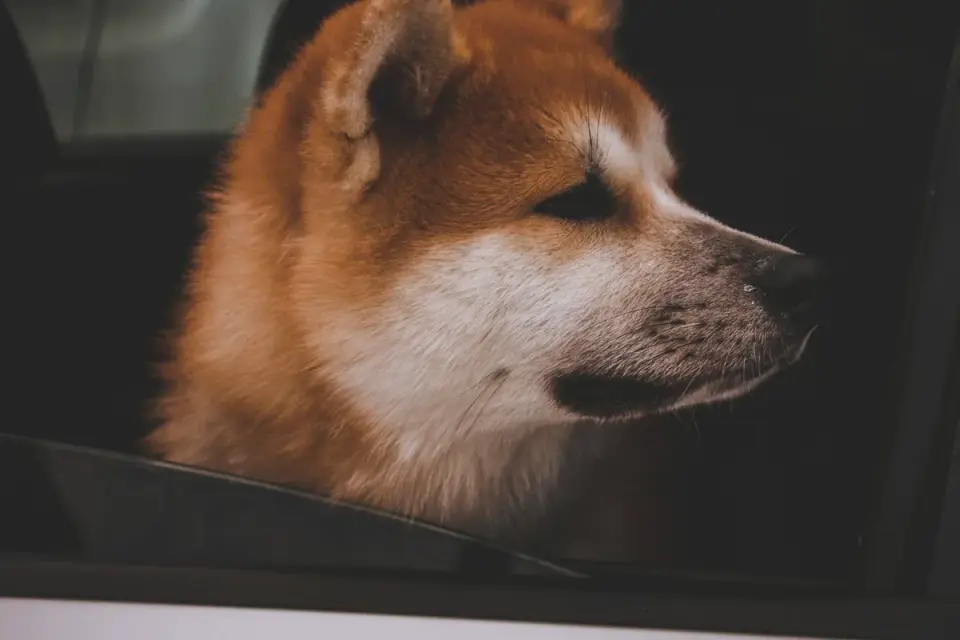 Dog in a car seat