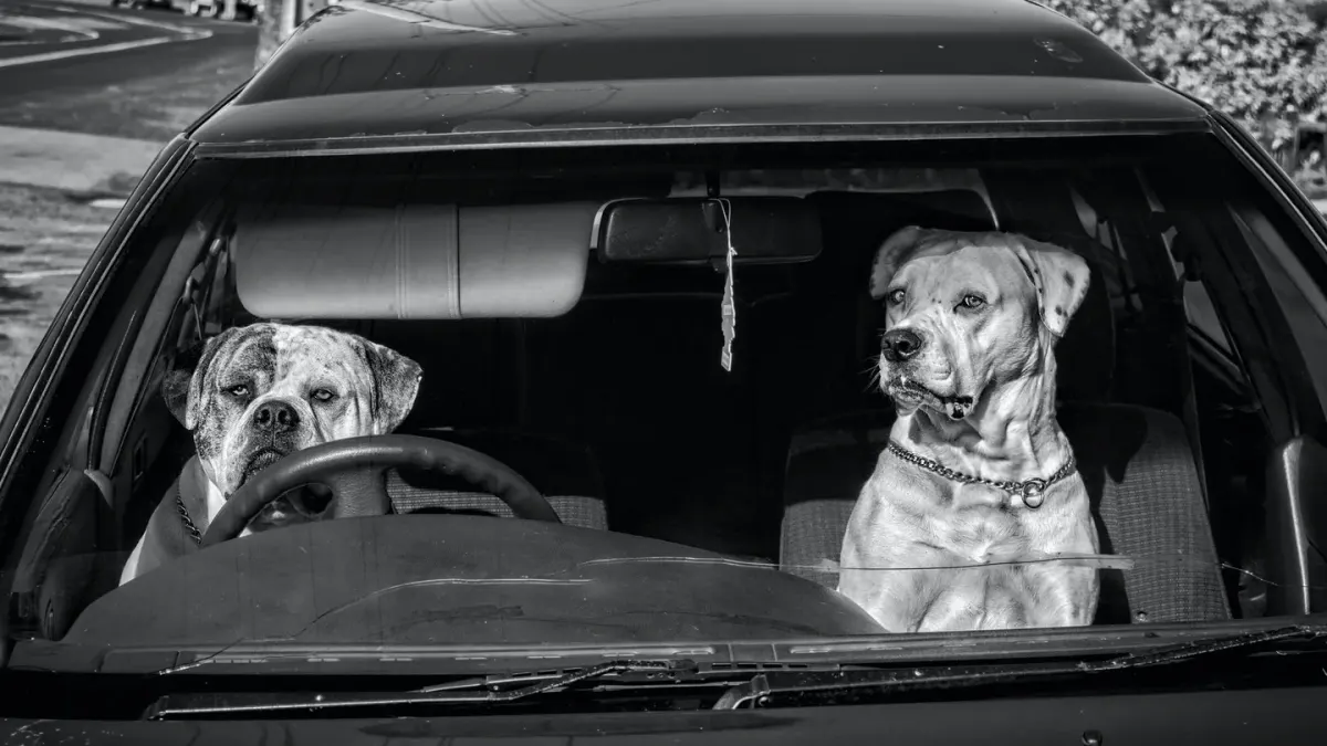 Dog in a car seat