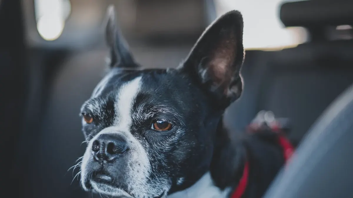 Dog in a car seat