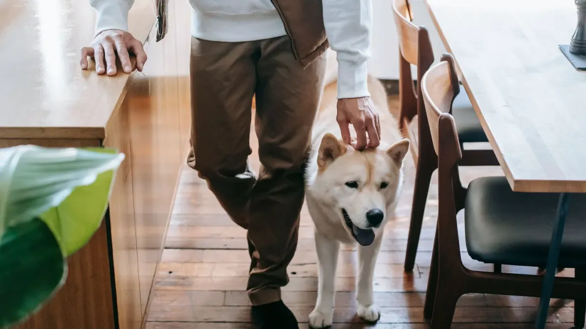 Dog in a kitchen with an owner