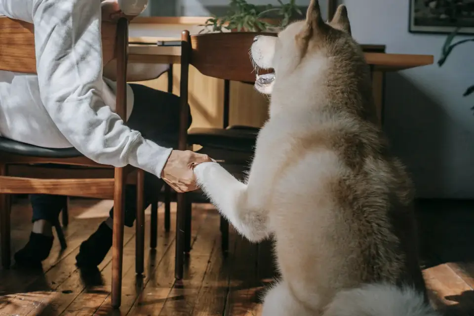 Dog in a kitchen with an owner