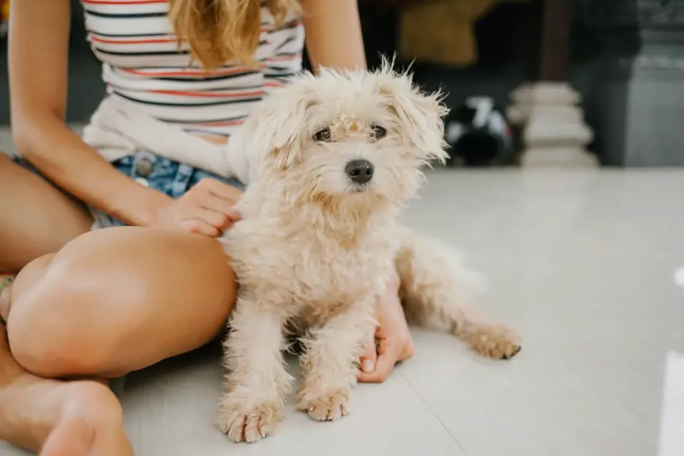 Dog in a kitchen with an owner
