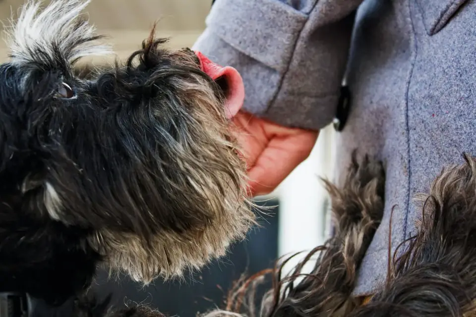 Dog in a kitchen with an owner