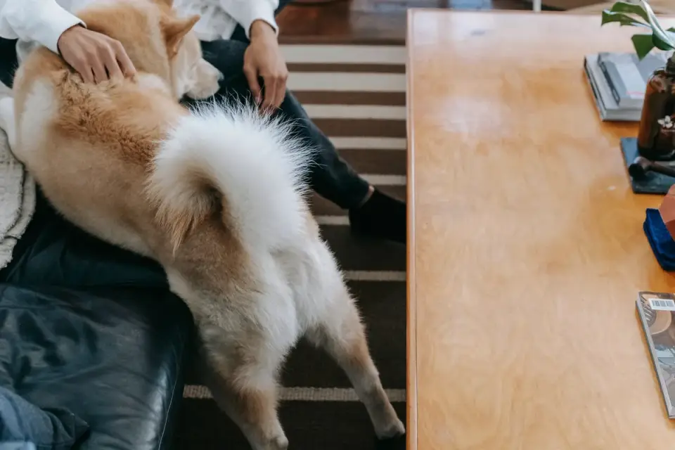 Dog in a kitchen with an owner